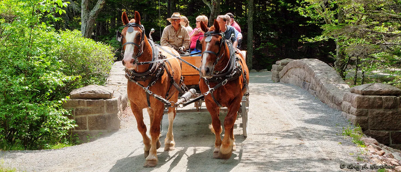 Wildwood Stables Carriage Rides in Acadia National Park